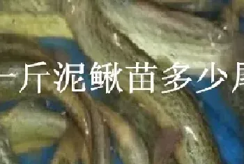 一斤泥鳅苗多少尾