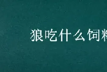 狼吃什么饲料