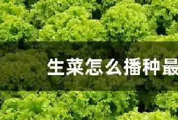 生菜怎么播种最好