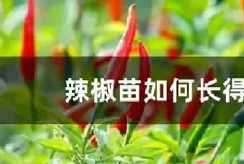 辣椒苗如何长得好