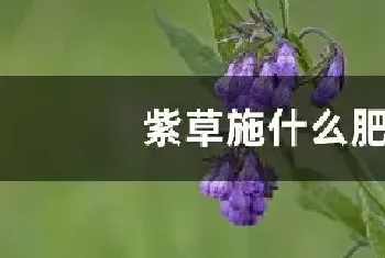 紫草施什么肥