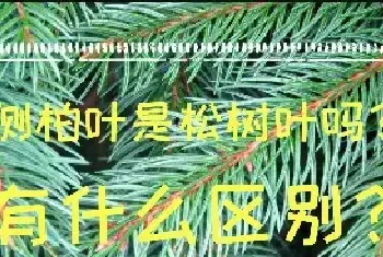 侧柏叶是松树叶吗？有什么区别？