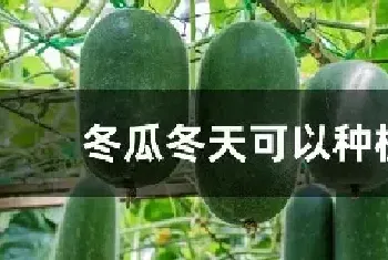 冬瓜冬天可以种植吗