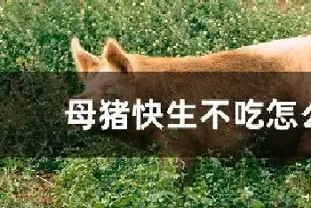 母猪快生不吃怎么办