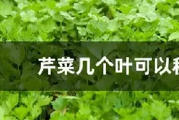 芹菜几个叶可以移栽