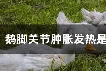 鹅脚关节肿胀发热是什么病