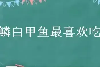 多鳞白甲鱼最喜欢吃什么饵料