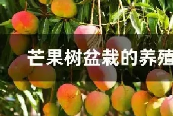 芒果树盆栽的养殖方法