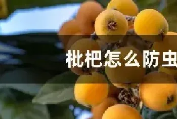 枇杷怎么防虫