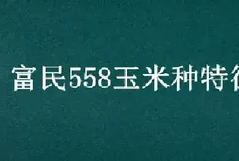 富民558玉米种特征特性