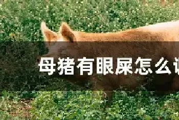 母猪有眼屎怎么调理