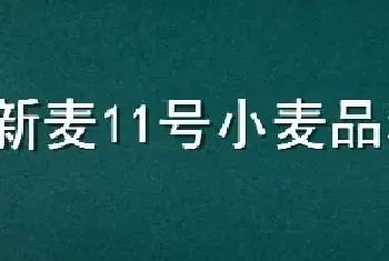 新麦11号小麦品种介绍