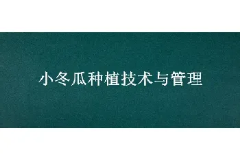 小冬瓜种植技术与管理