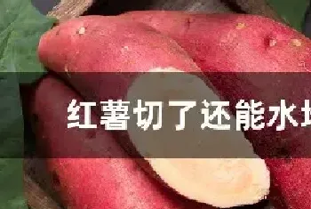 红薯切了还能水培吗