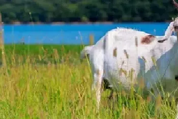 羊得了小反刍病怎样治疗