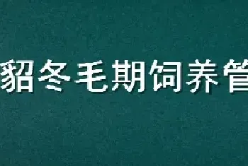 水貂冬毛期饲养管理要点