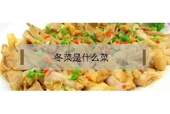 冬菜是什么菜