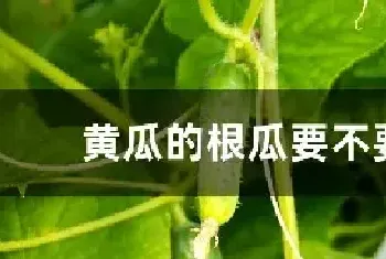 黄瓜的根瓜要不要摘