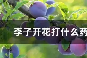 李子开花打什么药保果