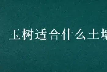 玉树适合什么土壤栽培