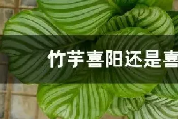 竹芋喜阳还是喜阴