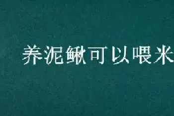 养泥鳅可以喂米饭吗