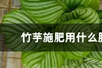 竹芋施肥用什么肥料