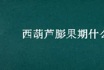 西葫芦膨果期什么肥