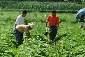 沙土地适合种什么果树 （沙土地适合种红薯吗？）