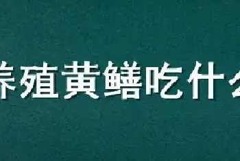 养殖黄鳝吃什么饲料