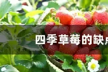 四季草莓的缺点