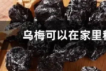 乌梅可以在家里种吗