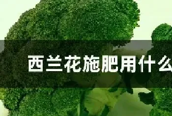 西兰花施肥用什么肥料