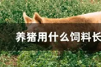 养猪用什么饲料长得快