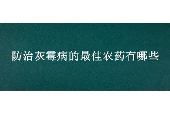 防治灰霉病的最佳农药有哪些