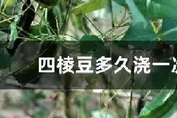 四棱豆多久浇一次水