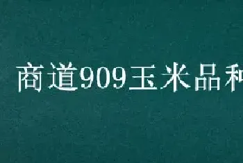 商道909玉米品种介绍