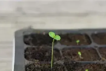 植物种子尽快发芽的方法