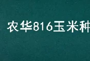 农华816玉米种简介