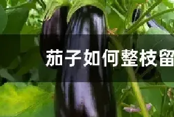 茄子如何整枝留果