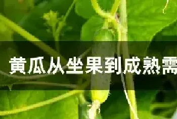 黄瓜从坐果到成熟需要几天