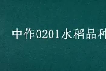 中作0201水稻品种介绍