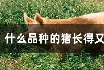 什么品种的猪长得又快又大