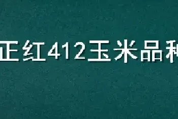 正红412玉米品种介绍