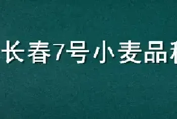 长春7号小麦品种介绍