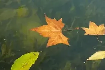 海花草的用途有哪些？种植技巧了解下