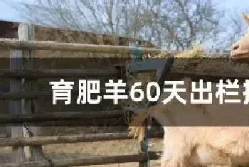 育肥羊60天出栏技术