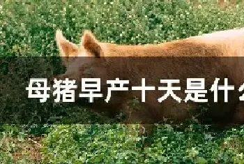 母猪早产十天是什么原因