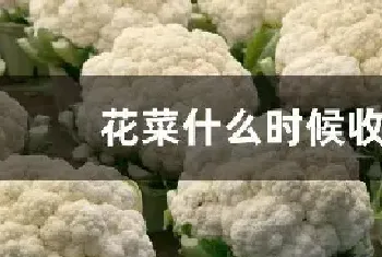 花菜什么时候收获