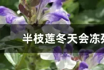 半枝莲冬天会冻死吗